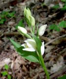 Cephalanthera damasonium