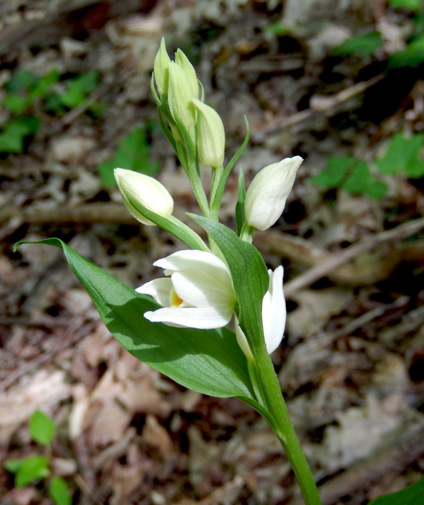 Image of Cephalanthera damasonium specimen.