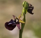 Ophrys mammosa