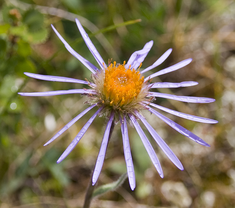 Изображение особи Erigeron flaccidus.