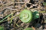 Medicago orbicularis