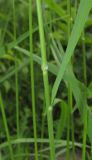 Brachypodium pinnatum