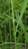 Brachypodium pinnatum. Часть побега. Крым, Байдарская долина, окр. с. Тыловое, обочина дороги. 9 июня 2016 г.