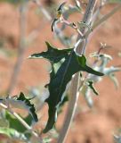 Atriplex aucheri