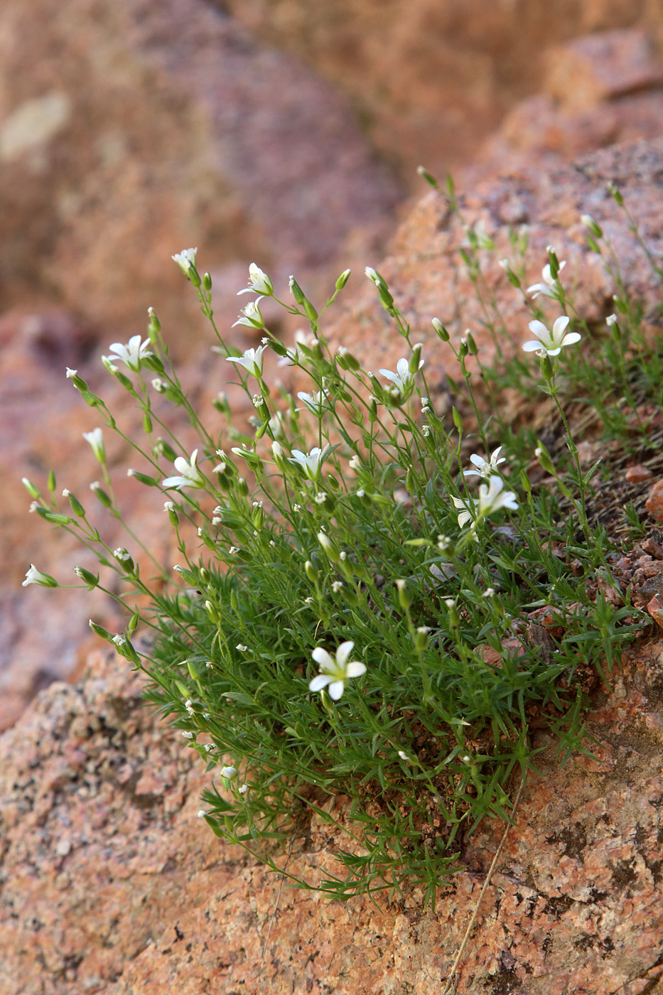 Image of Minuartia kryloviana specimen.