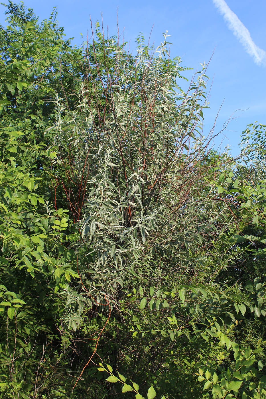 Image of Elaeagnus angustifolia specimen.
