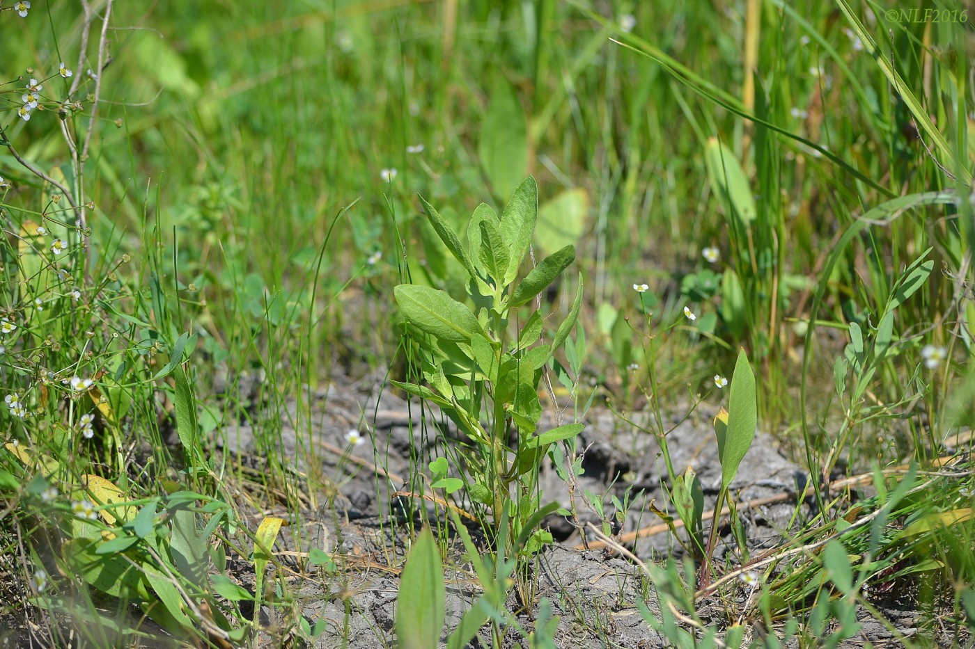 Изображение особи Sphaeranthus strobilifer.