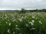 Eriophorum komarovii