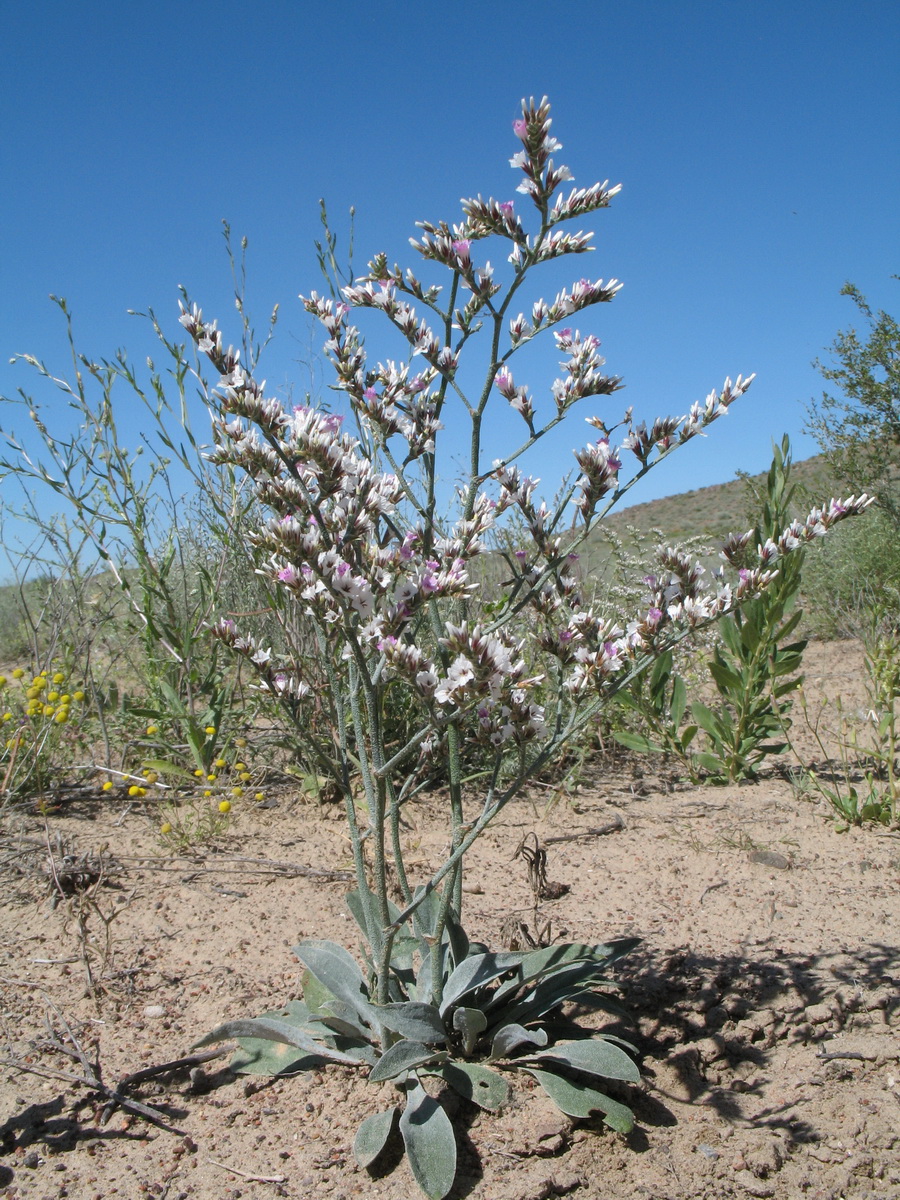 Image of Goniolimon callicomum specimen.