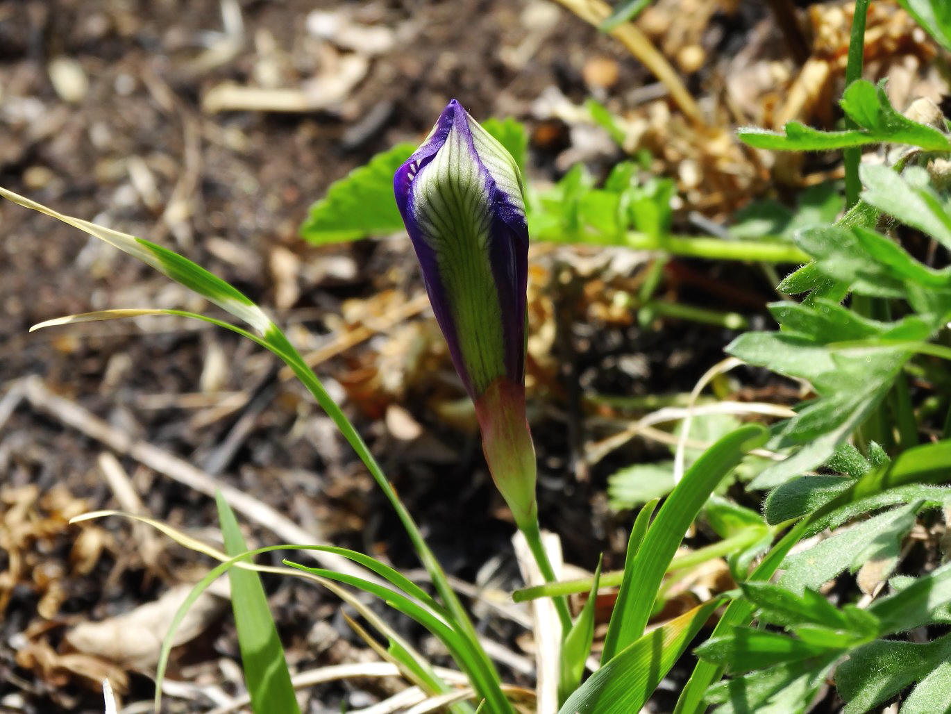 Image of Iris uniflora specimen.