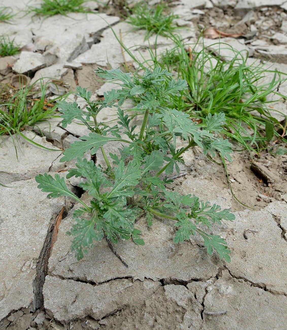 Image of Verbena officinalis specimen.