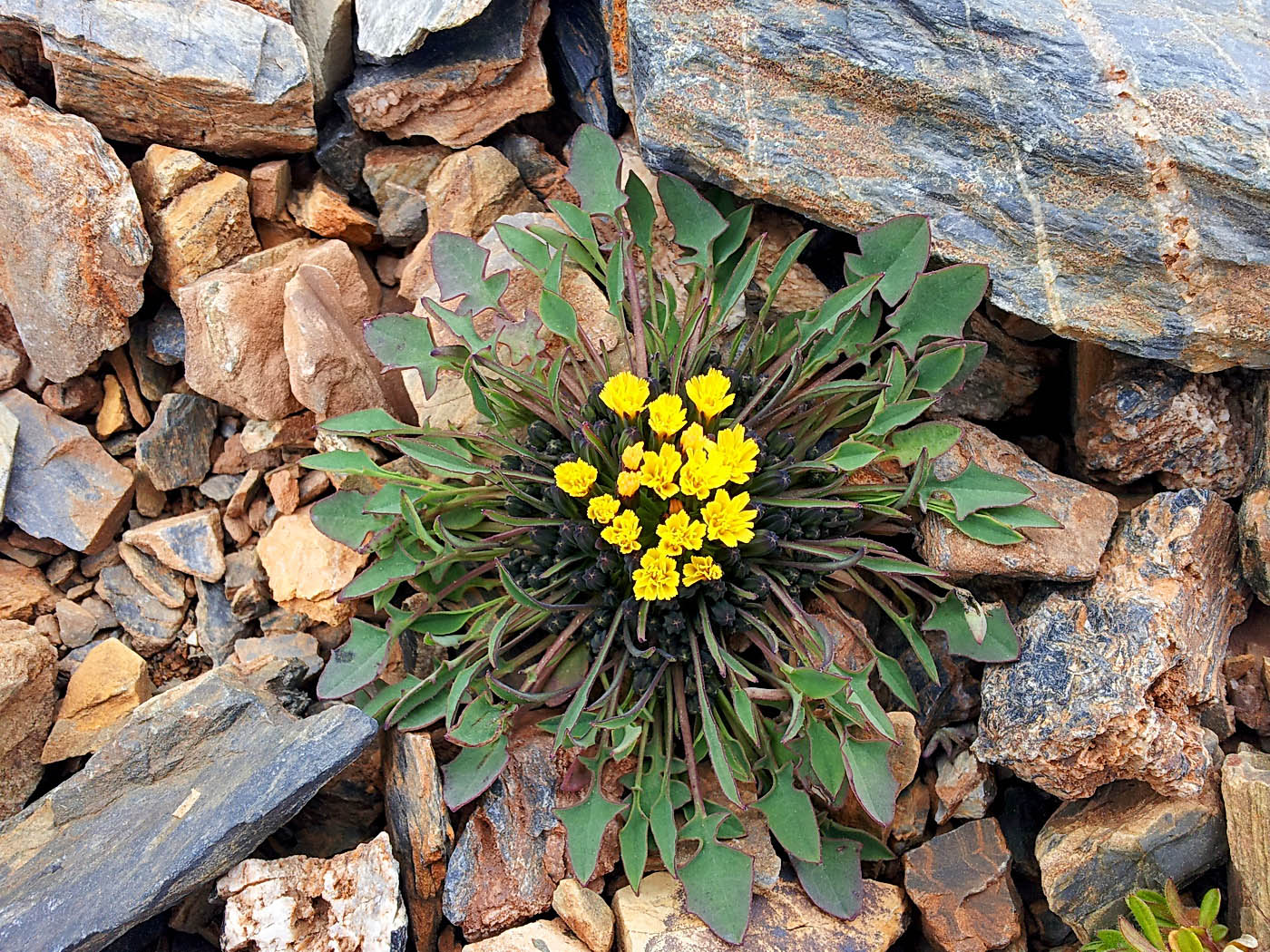 Image of Crepis nana specimen.