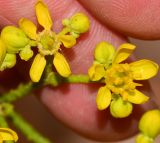 Haplophyllum tuberculatum. Бутоны и цветки. Израиль, Эйлатские горы, долина Тимна, русло нахаль Тимна. 24.02.2015.