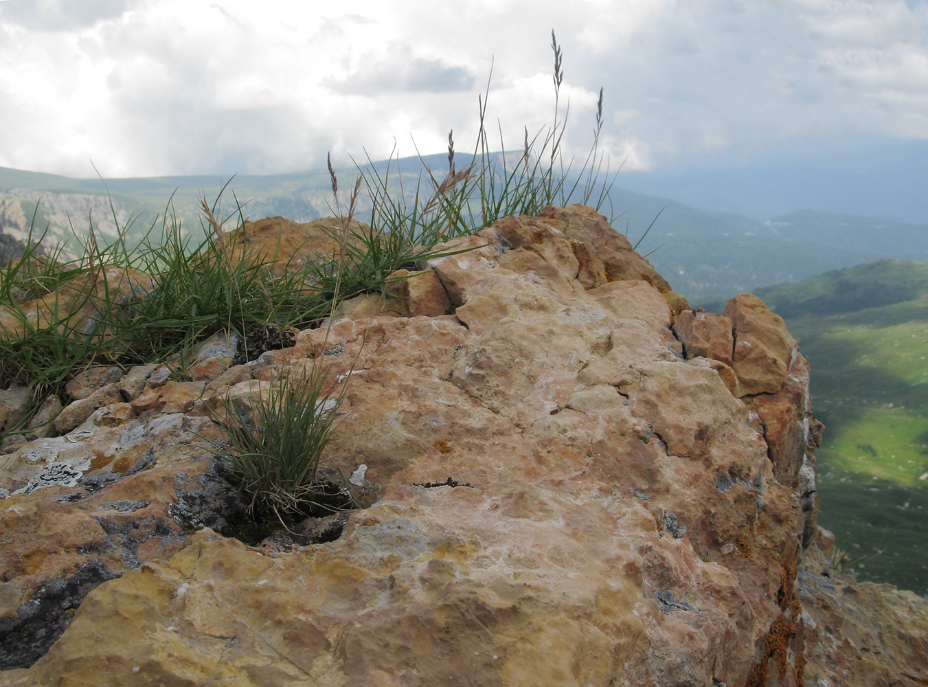 Image of Festuca sommieri specimen.