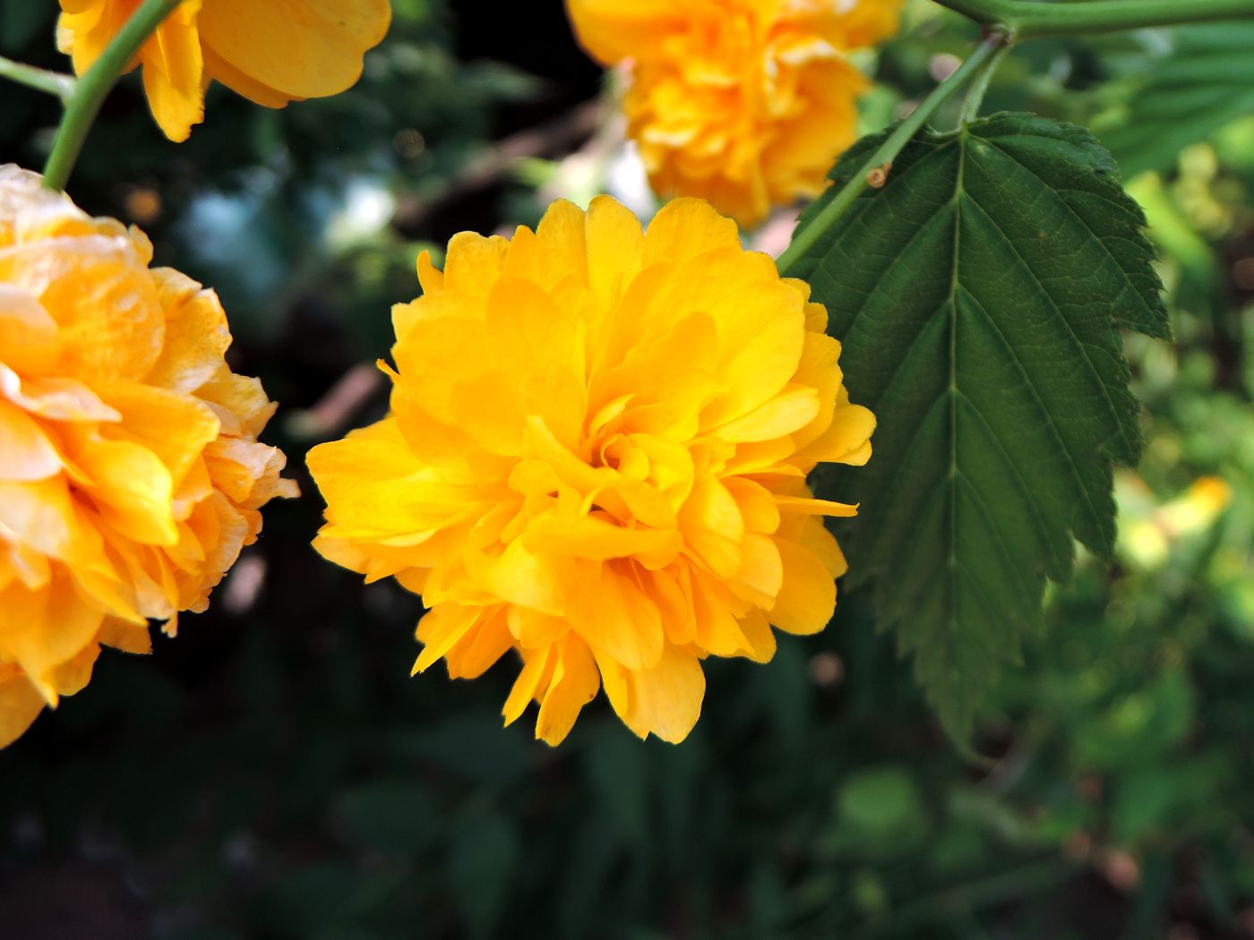 Image of Kerria japonica var. pleniflora specimen.