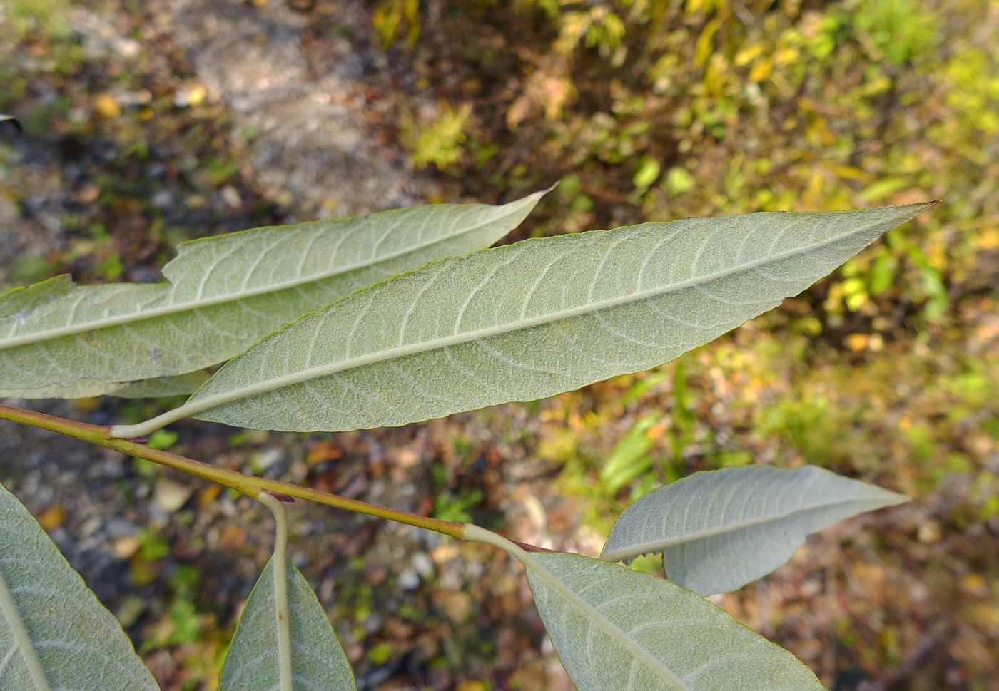 Image of Salix &times; vorobievii specimen.
