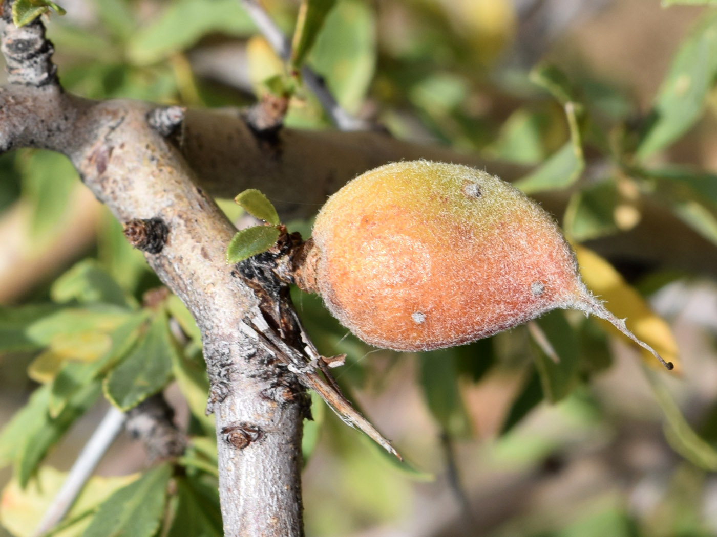 Изображение особи Amygdalus spinosissima.