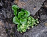 Cochlearia officinalis. Цветущее растение. Исландия, полуостров Снайфедльснес, скалистое побережье. 08.08.2016.