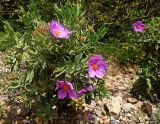 Cistus albidus
