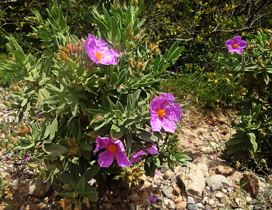 Изображение особи Cistus albidus.