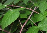 Rubus idaeus