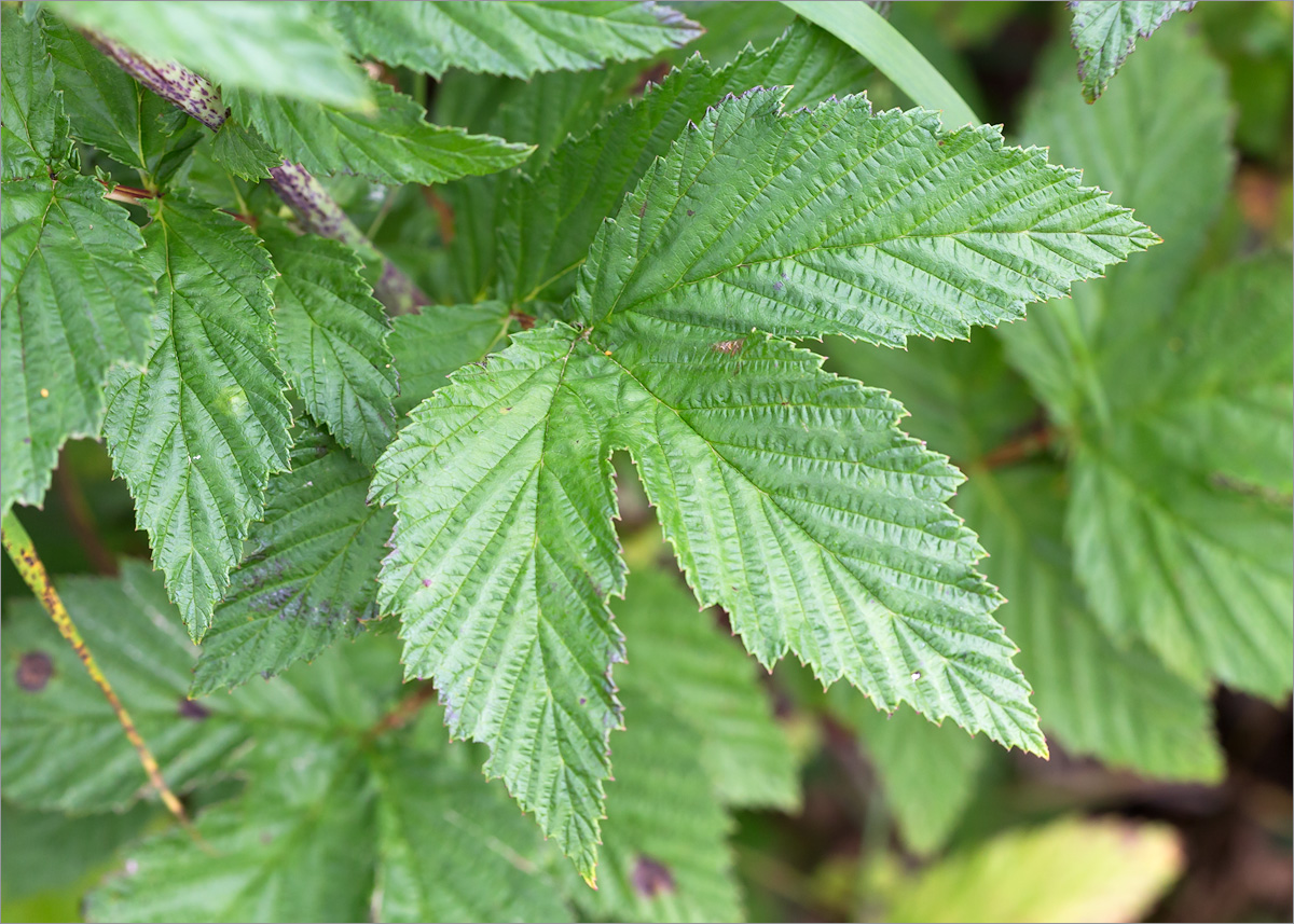 Image of Filipendula ulmaria specimen.