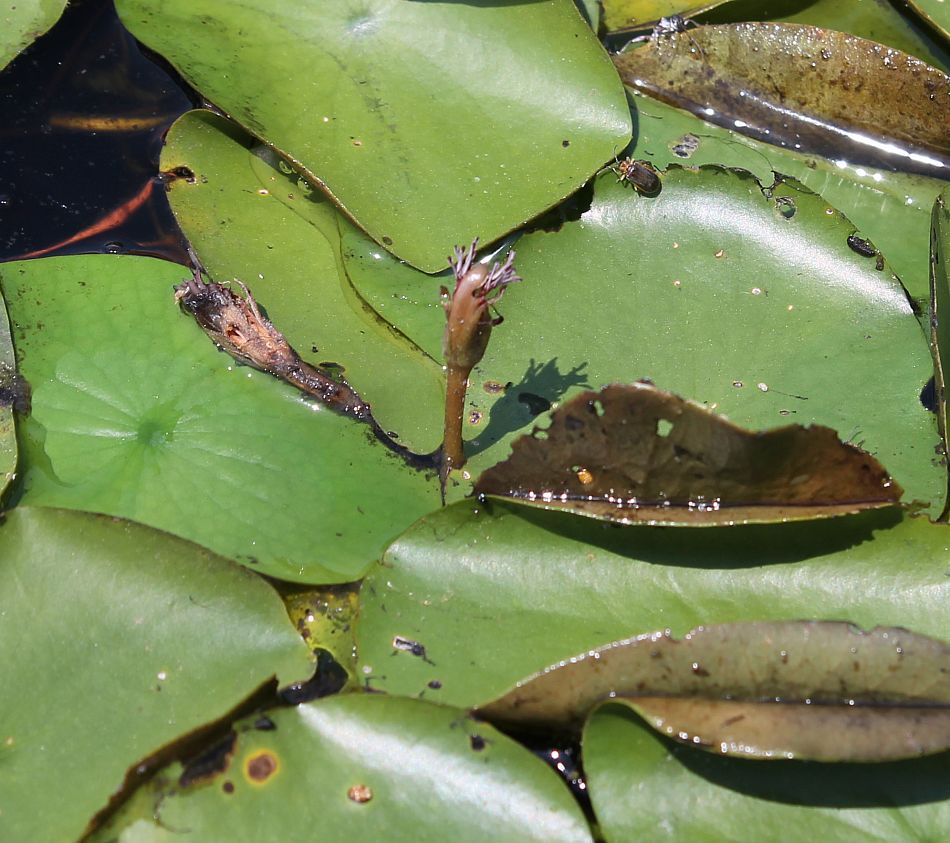 Image of Brasenia schreberi specimen.