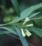 Freylinia lanceolata. Часть побега с парциальным соцветием. Краснодарский край, г. Сочи, дендрарий, в культуре. 07.11.2016.