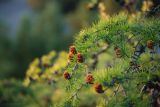 Larix cajanderi
