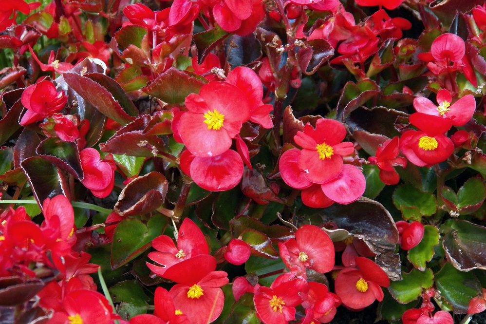 Image of Begonia &times; hortensis specimen.