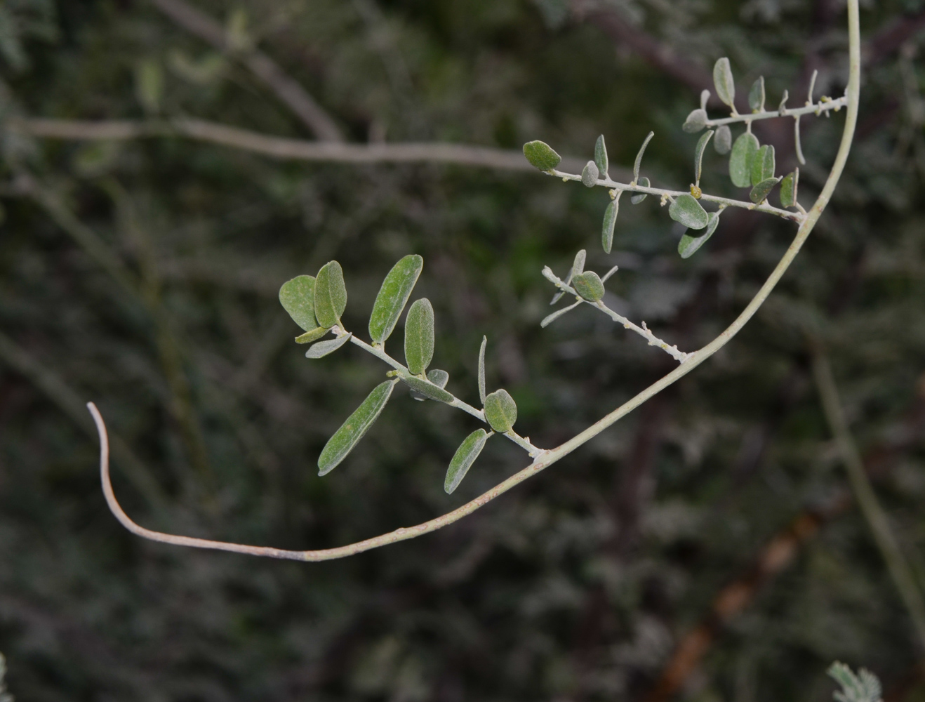 Изображение особи Cocculus pendulus.