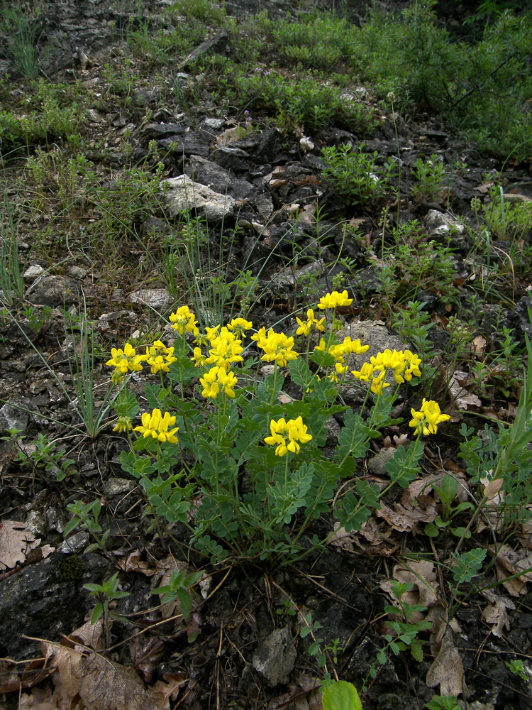 Image of Coronilla coronata specimen.