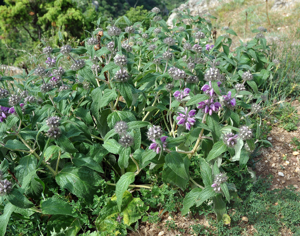 Изображение особи Phlomis taurica.