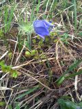 Pulsatilla patens