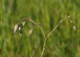 Linum perenne. Соцветие с бутонами. Украина, Запорожский р-н, участок разнотравной степи между старой дорогой и прудом. 21.05.2016.