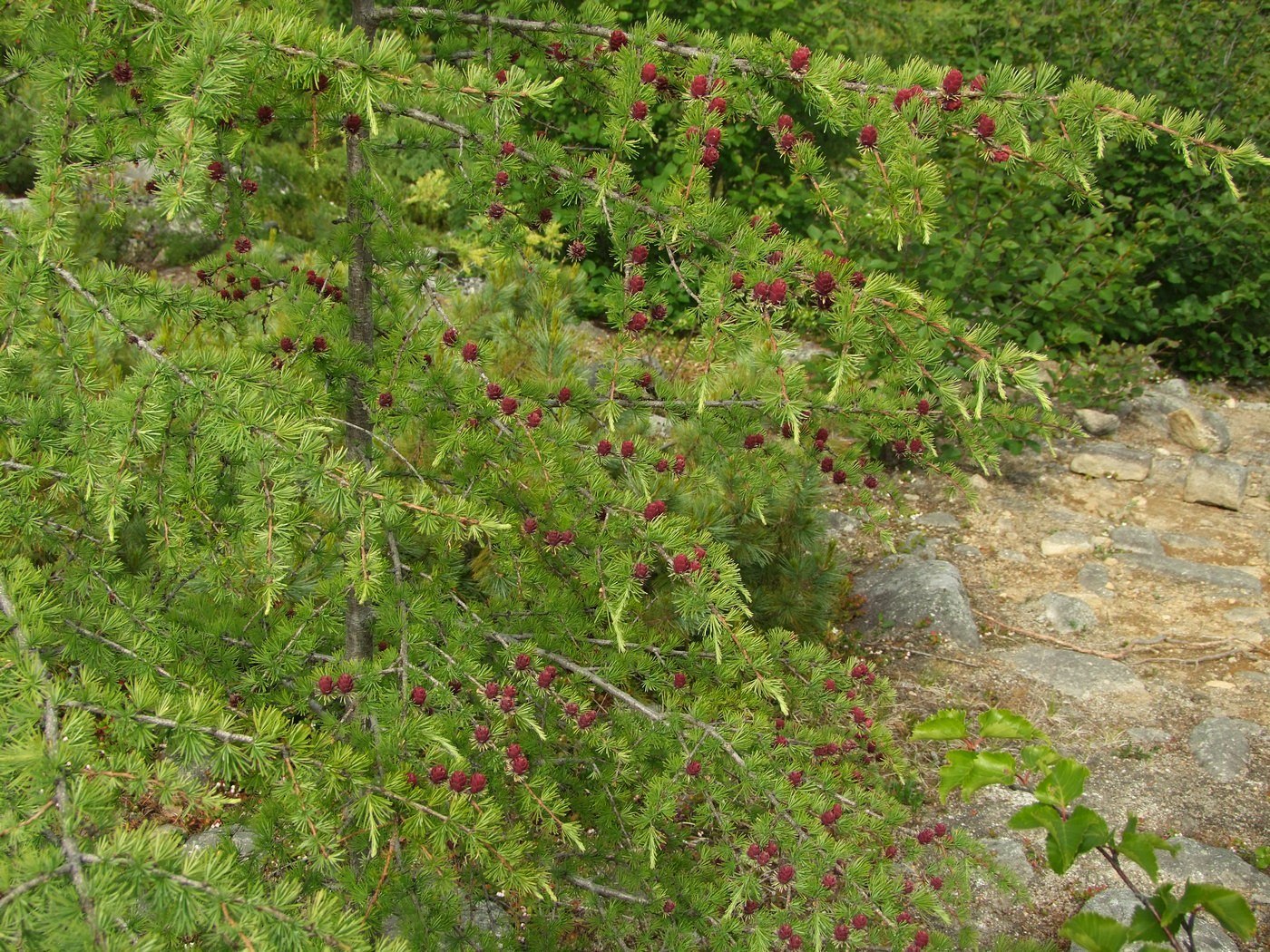 Image of Larix cajanderi specimen.
