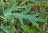 Papaver laevigatum. Лист. Молдова, Оргеевский р-н, окр. с. Требужены, известняковые скалы. 08.05.2015.