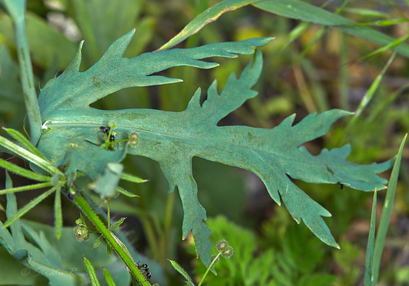 Image of Papaver laevigatum specimen.