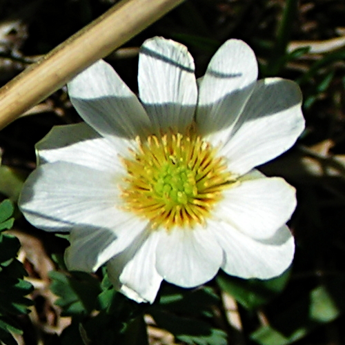 Image of Callianthemum sajanense specimen.