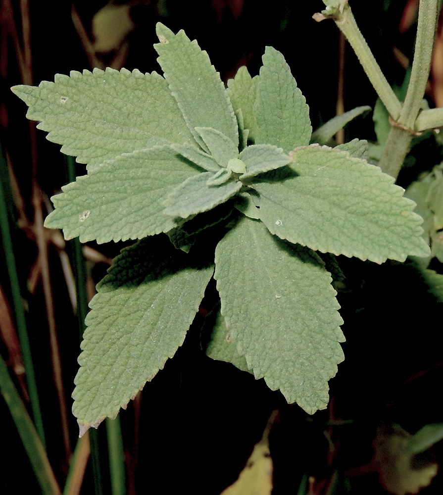 Image of Marrubium peregrinum specimen.