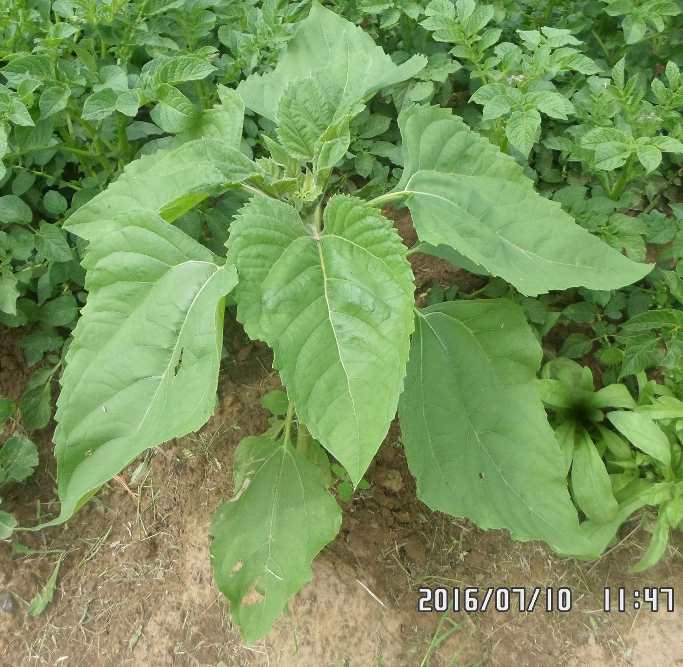 Изображение особи Helianthus annuus.