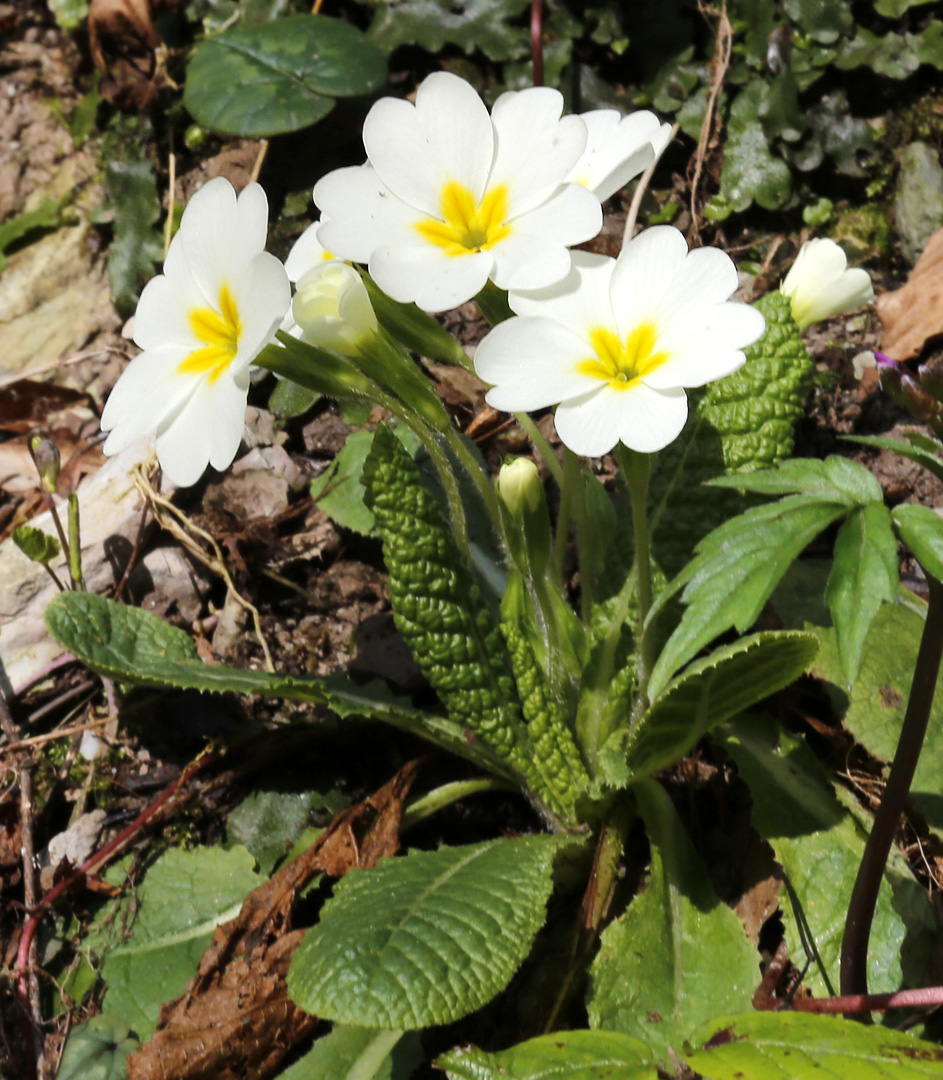 Image of Primula vulgaris specimen.