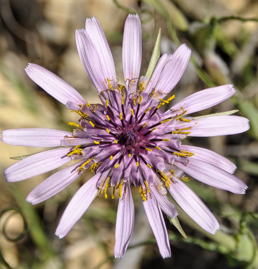 Image of Tragopogon porrifolius ssp. eriospermus specimen.