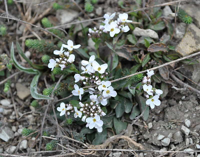 Изображение особи Noccaea macrantha.