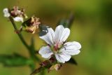 Geranium albiflorum. Цветок и бутоны. Джунгарский Алатау. Казахстан, Алматинская обл., Ескельдинский р-н, левый берег р. Коксу, лесистое ущелье притока, сбегающего с пер. Онар, 1910 м н.у.м. 17.08.2016.