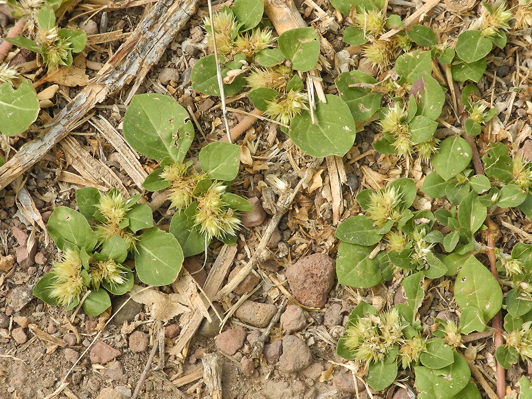 Image of Alternanthera pungens specimen.