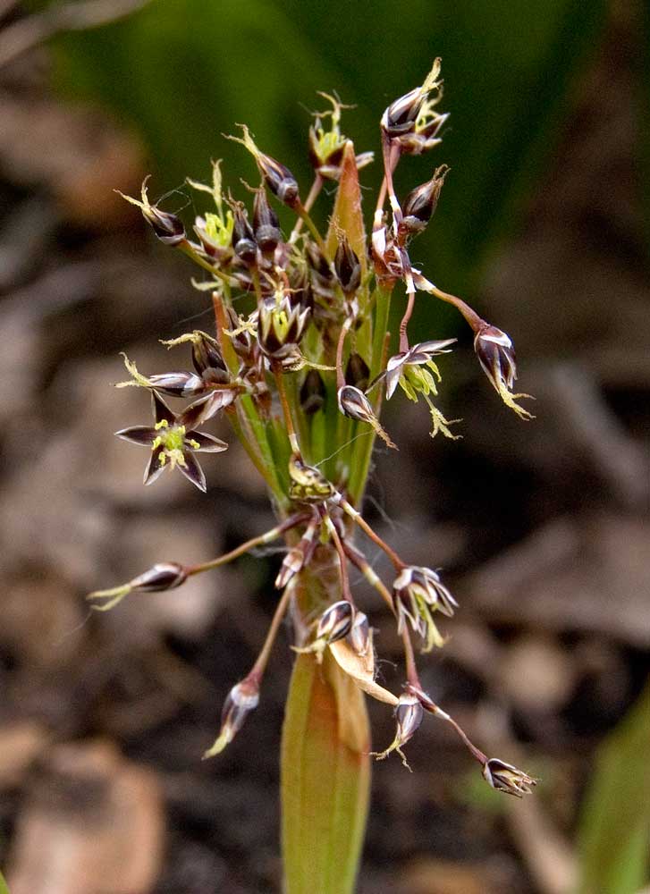 Image of Luzula pilosa specimen.