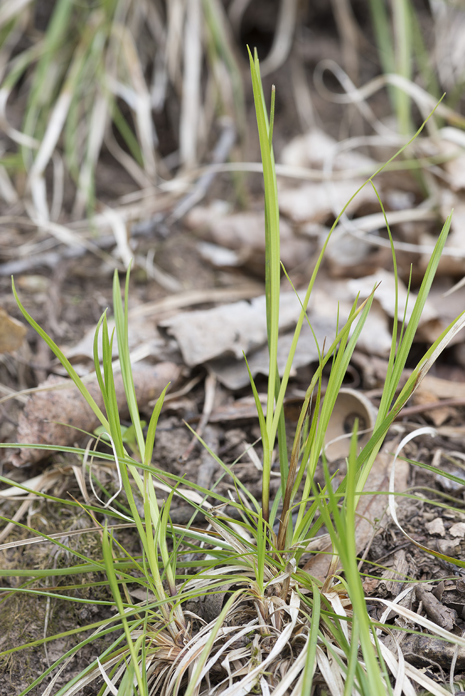 Изображение особи Carex rhizina.