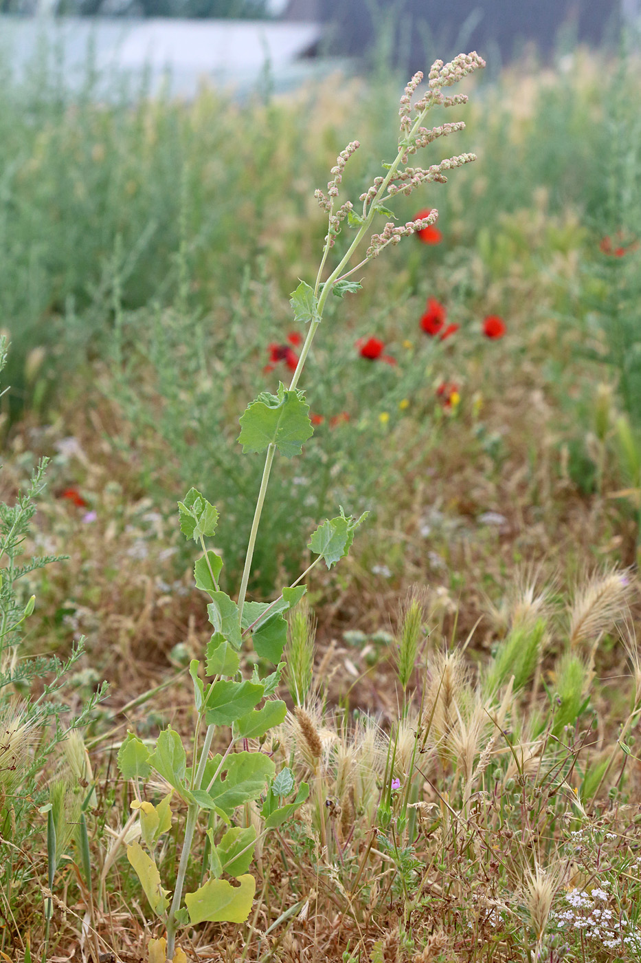 Изображение особи Atriplex flabellum.