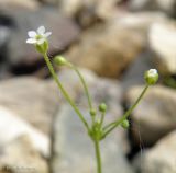 Androsace filiformis